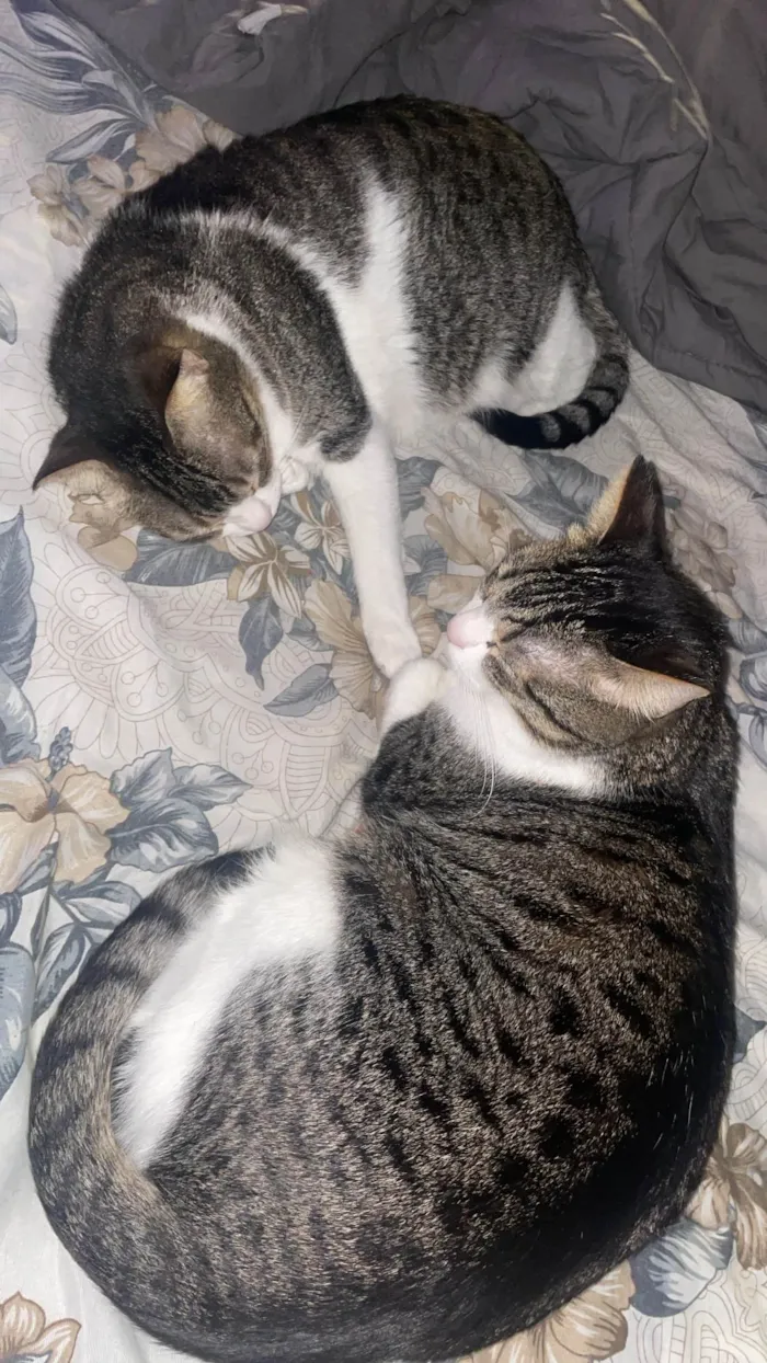 Gato ra a Exótico idade 4 anos nome Bonnie e coraline