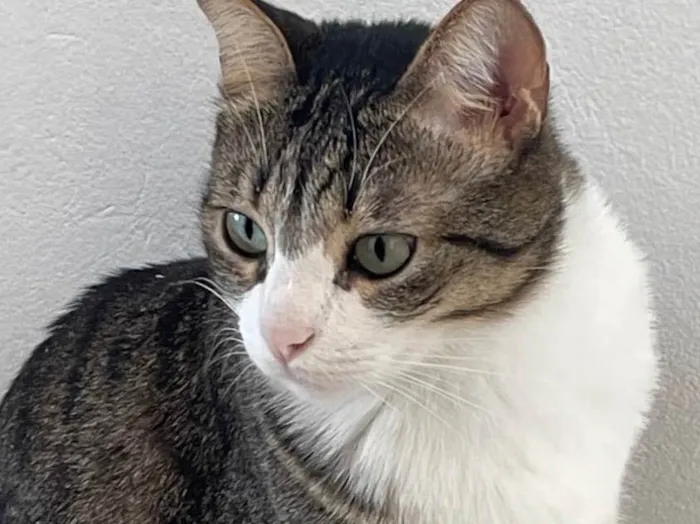 Gato ra a Exótico idade 4 anos nome Bonnie e coraline