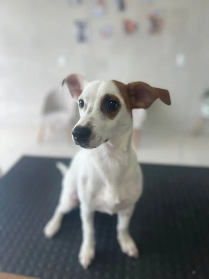 Cachorro ra a SRD-ViraLata idade 7 a 11 meses nome Totó