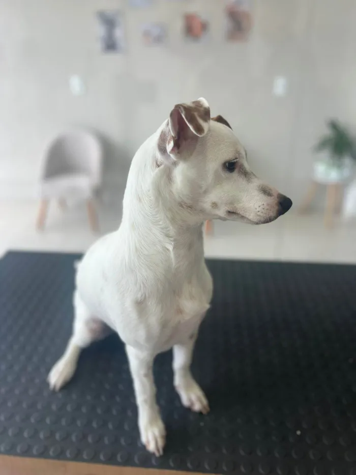 Cachorro ra a SRD-ViraLata idade 7 a 11 meses nome Totó