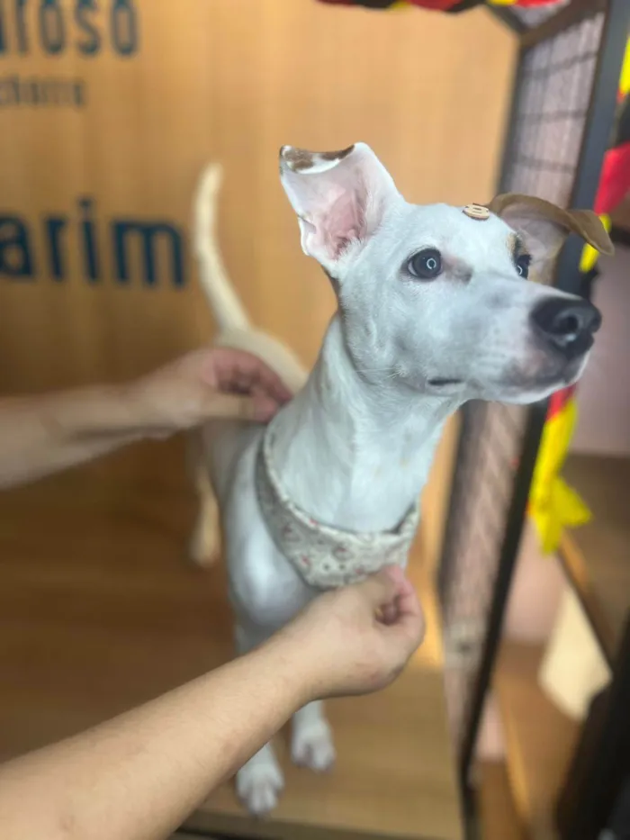 Cachorro ra a SRD-ViraLata idade 7 a 11 meses nome Totó