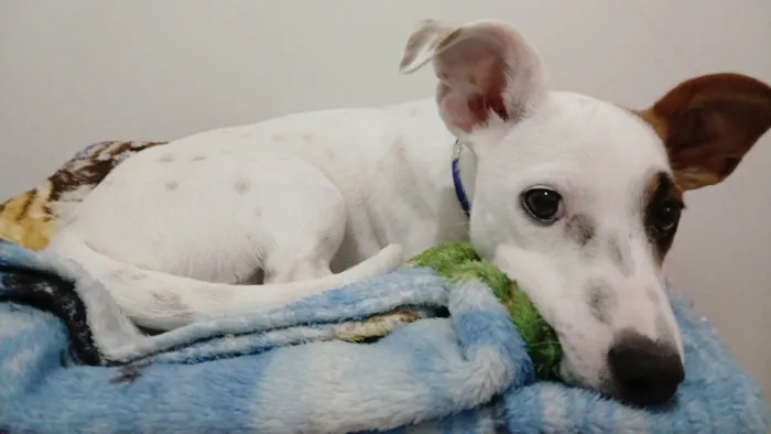 Cachorro ra a SRD-ViraLata idade 7 a 11 meses nome Totó