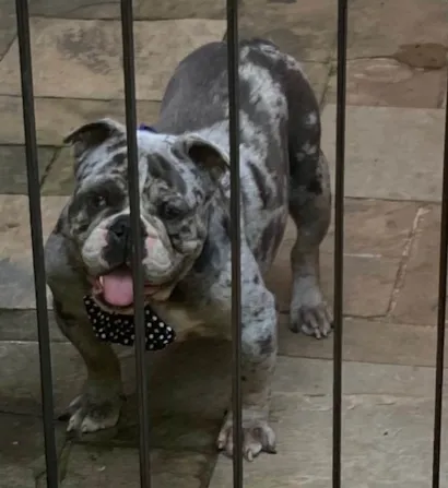 Cachorro raça Bulldog idade 2 anos nome Jamanta