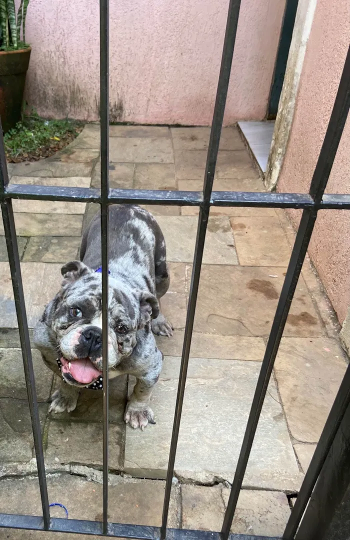 Cachorro ra a Bulldog idade 2 anos nome Jamanta