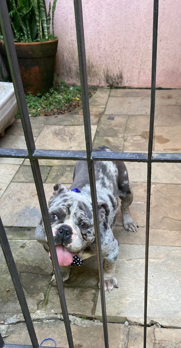 Cachorro ra a Bulldog idade 2 anos nome Jamanta