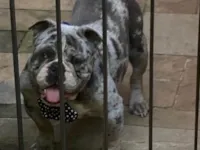 Cachorro raça Bulldog idade 2 anos nome Jamanta