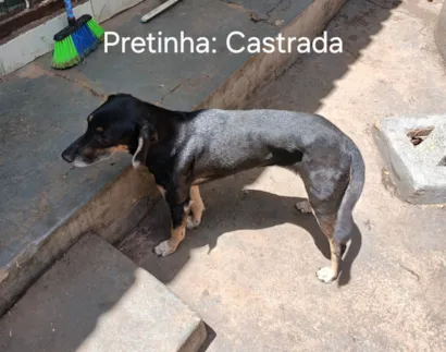 Cachorro raça SRD-ViraLata idade 4 anos nome Pretinha