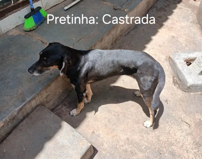 Cachorro ra a SRD-ViraLata idade 4 anos nome Pretinha