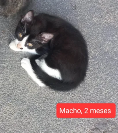 Gato ra a SRD-ViraLata idade 2 a 6 meses nome John