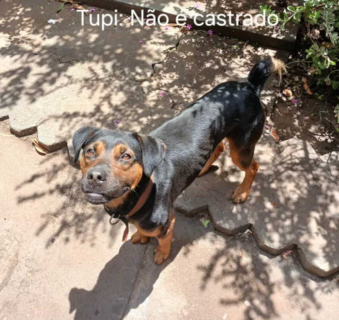 Cachorro ra a SRD-ViraLata idade 3 anos nome Tupi