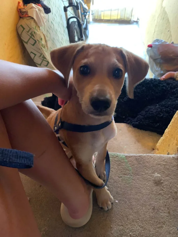 Cachorro ra a Pinscher idade 2 a 6 meses nome Ice 