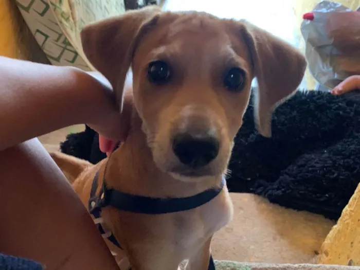 Cachorro ra a Pinscher idade 2 a 6 meses nome Ice 