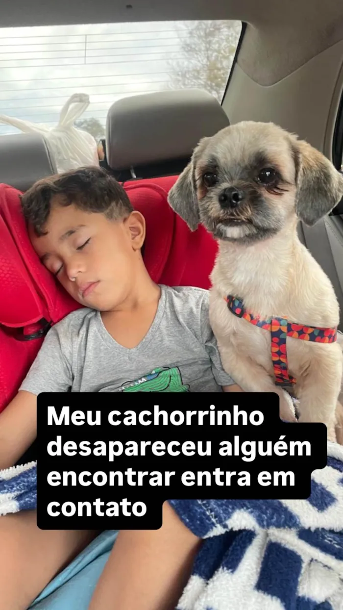 Cachorro ra a Shitzu idade 2 anos nome Fernanda leite