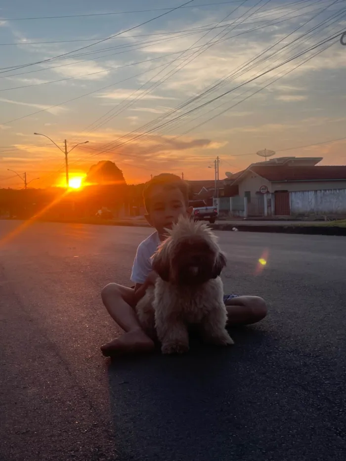 Cachorro ra a Shitzu idade 2 anos nome Fernanda leite