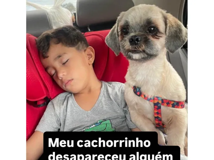 Cachorro ra a Shitzu idade 2 anos nome Fernanda leite