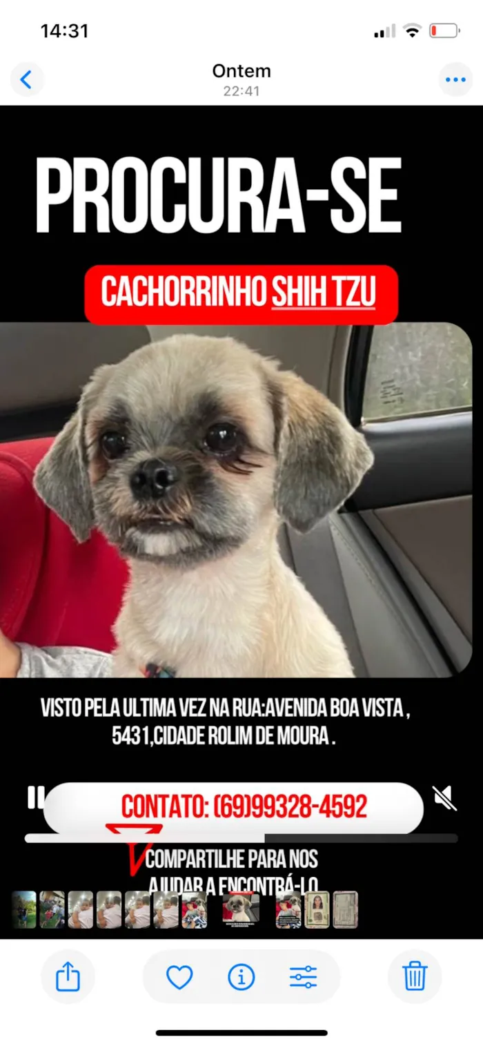 Cachorro ra a Shitzu idade 2 anos nome Fernanda leite
