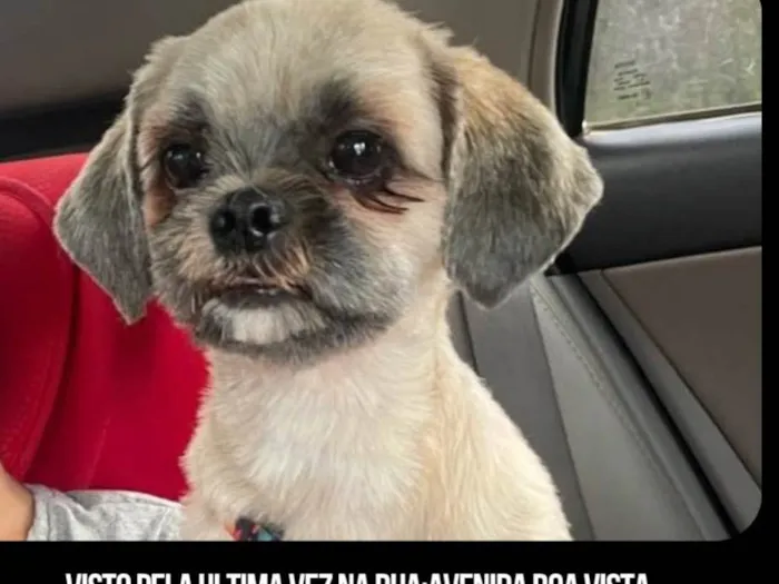 Cachorro ra a Shitzu idade 2 anos nome Fernanda leite