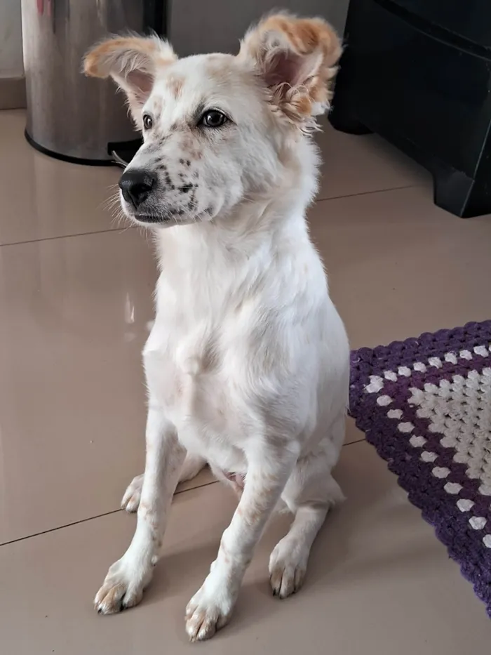 Cachorro ra a SRD-ViraLata idade 2 a 6 meses nome Maggie