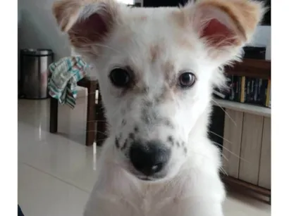 Cachorro raça SRD-ViraLata idade 2 a 6 meses nome Maggie