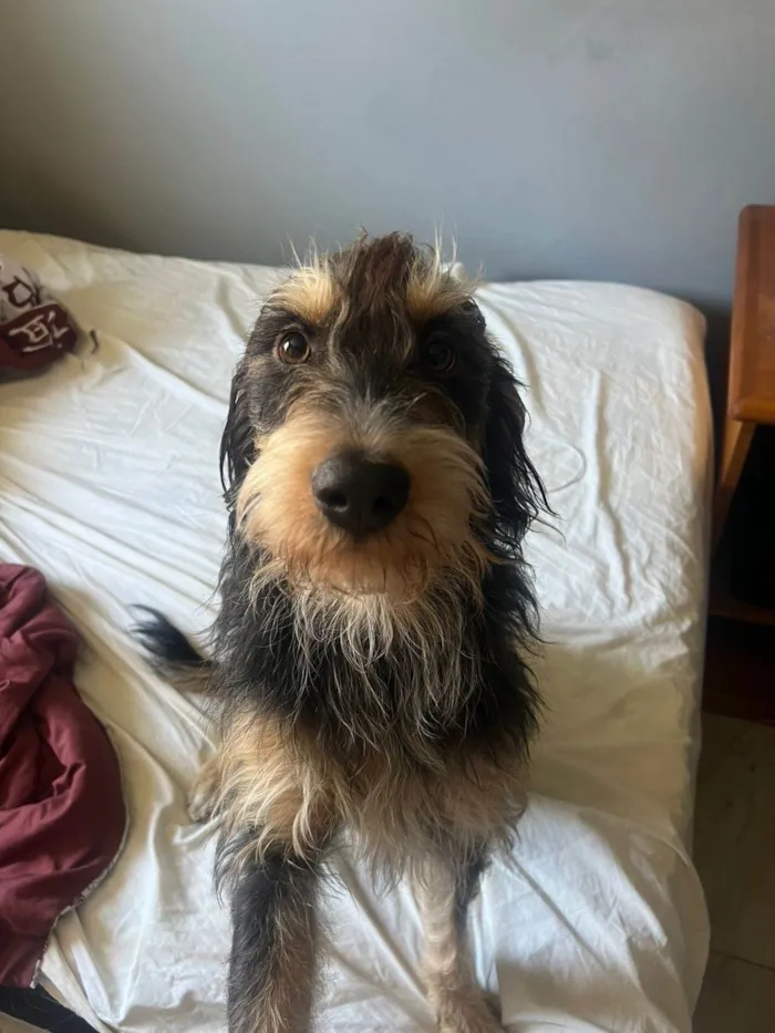 Cachorro ra a SRD-ViraLata idade 1 ano nome Marcin 