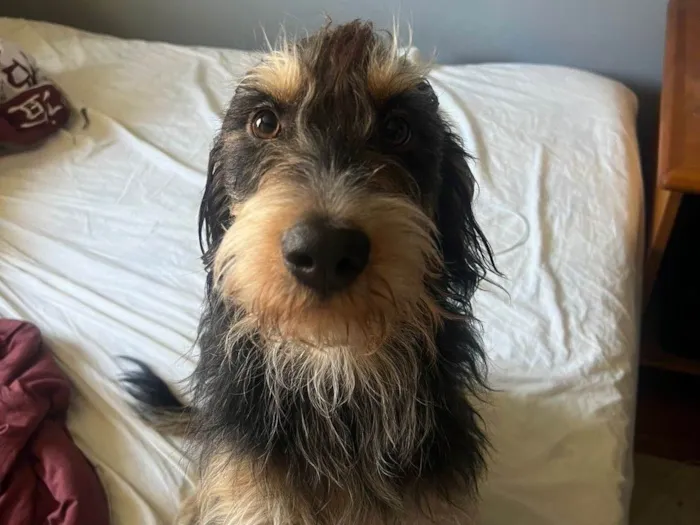 Cachorro ra a SRD-ViraLata idade 1 ano nome Marcin 