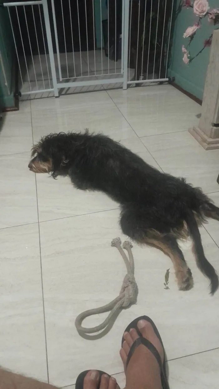 Cachorro ra a SRD-ViraLata idade 1 ano nome Marcin 