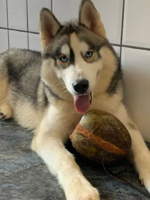 Cachorro raça Husky Siberiano idade 3 anos nome Zeus
