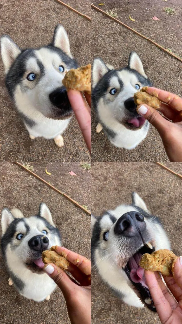 Cachorro ra a Husky Siberiano idade 3 anos nome Zeus