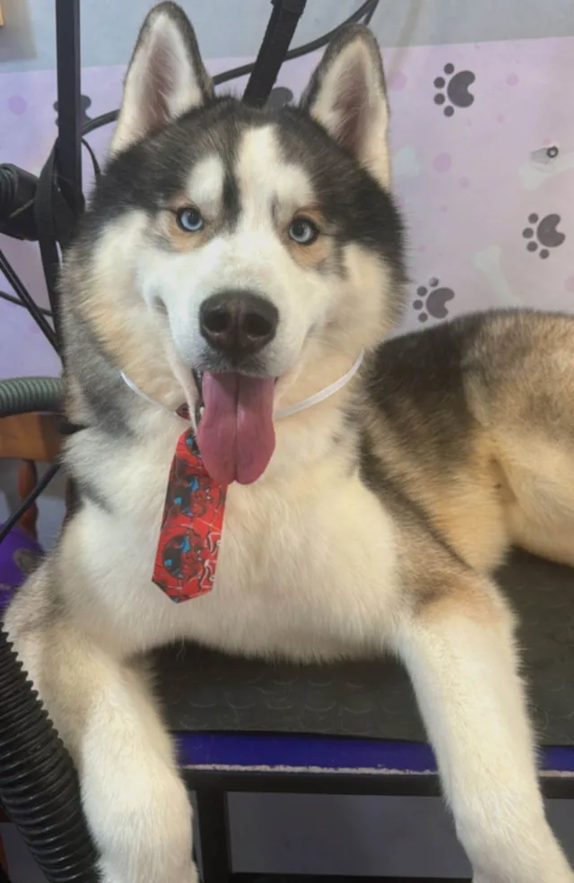 Cachorro ra a Husky Siberiano idade 3 anos nome Zeus