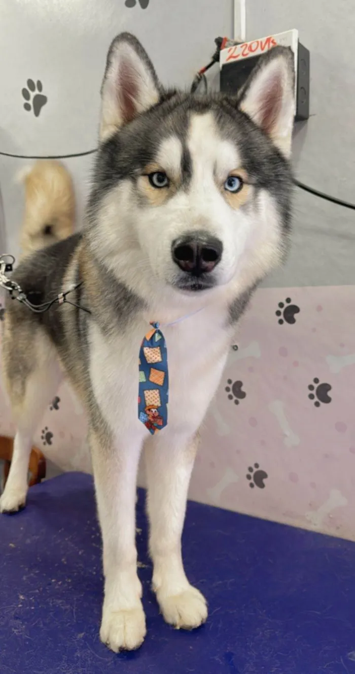 Cachorro ra a Husky Siberiano idade 3 anos nome Zeus