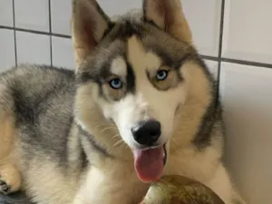 Cachorro raça Husky Siberiano idade 3 anos nome Zeus