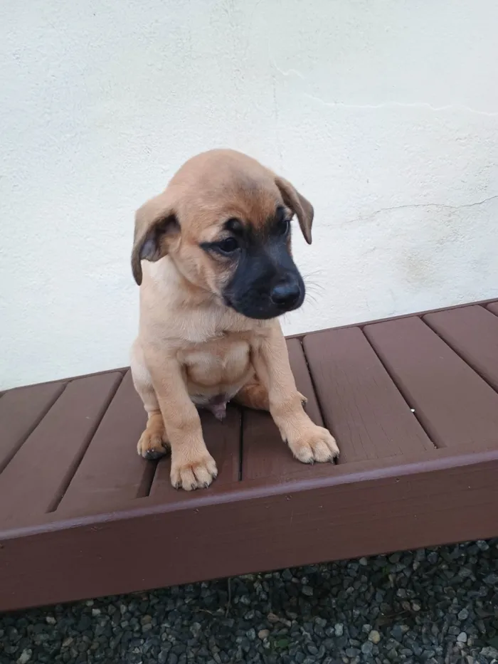 Cachorro ra a SRD-ViraLata idade Abaixo de 2 meses nome Scooby 