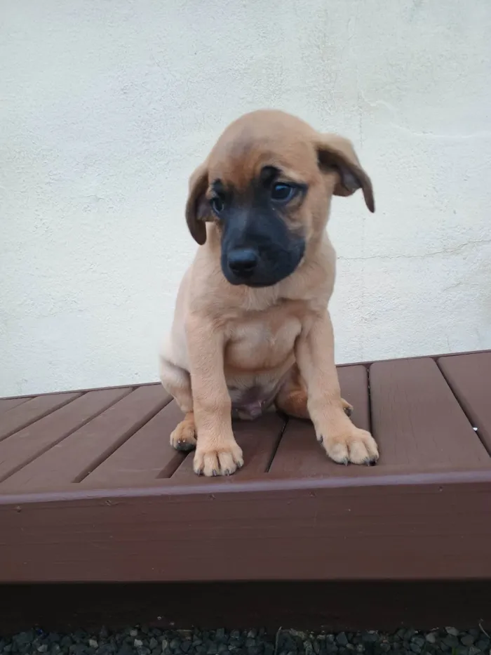 Cachorro ra a SRD-ViraLata idade Abaixo de 2 meses nome Scooby 