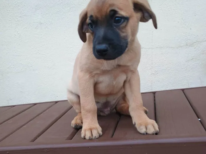 Cachorro ra a SRD-ViraLata idade Abaixo de 2 meses nome Scooby 