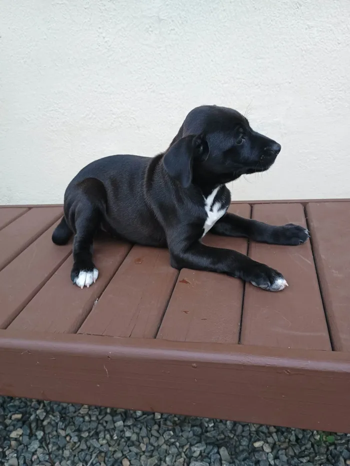 Cachorro ra a SRD-ViraLata idade Abaixo de 2 meses nome Leidy