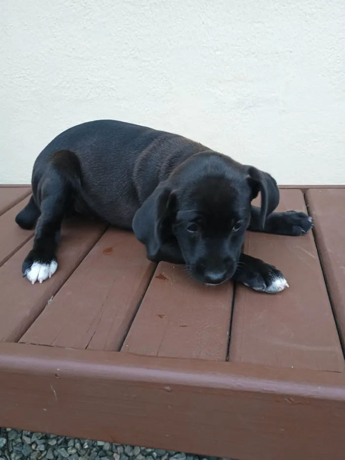 Cachorro ra a SRD-ViraLata idade Abaixo de 2 meses nome Leidy