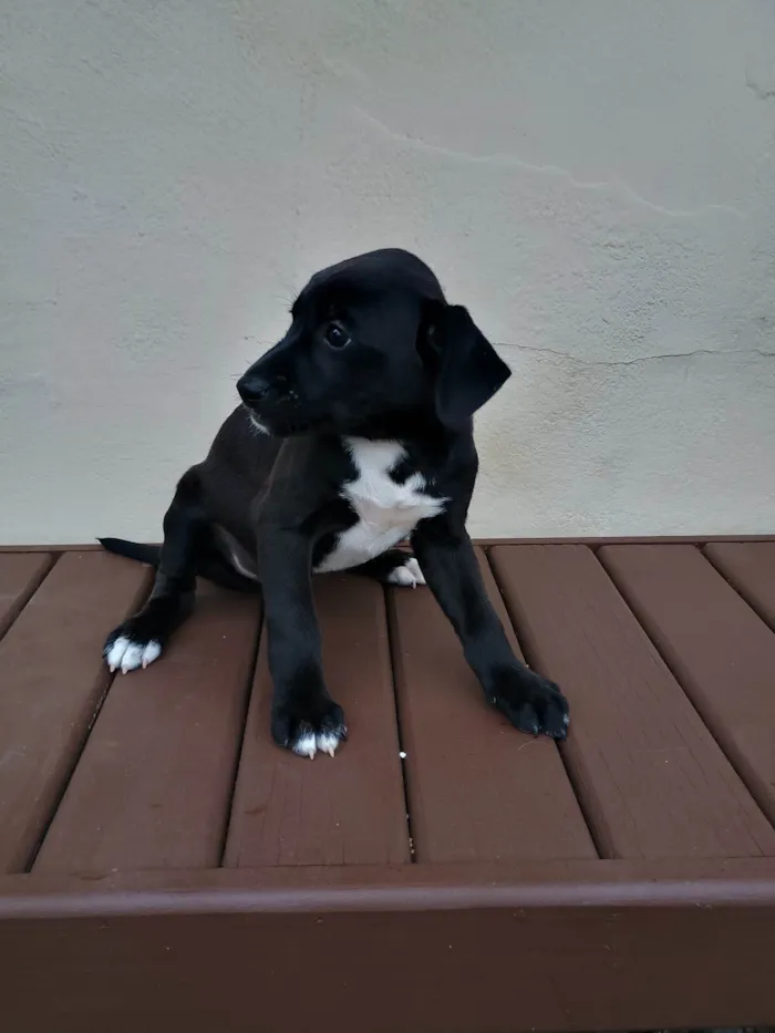 Cachorro ra a SRD-ViraLata idade Abaixo de 2 meses nome Leidy