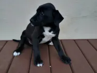 Cachorro raça SRD-ViraLata idade Abaixo de 2 meses nome Leidy