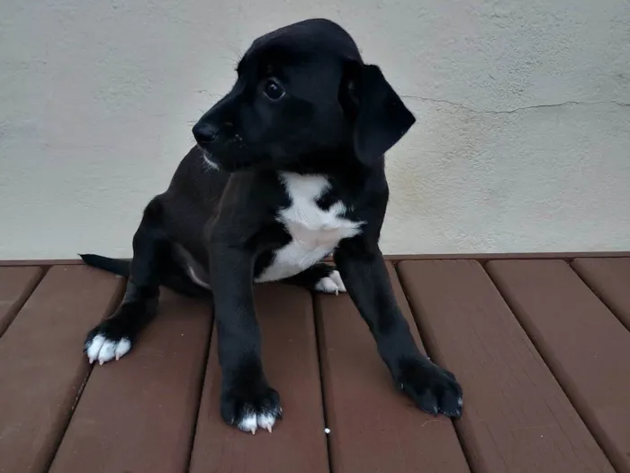 Cachorro ra a SRD-ViraLata idade Abaixo de 2 meses nome Leidy