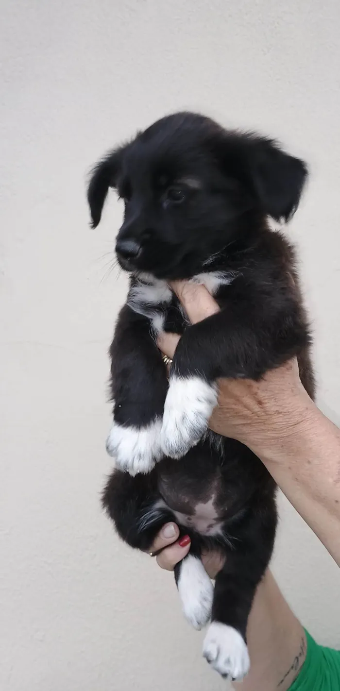 Cachorro ra a SRD-ViraLata idade Abaixo de 2 meses nome Cherry 