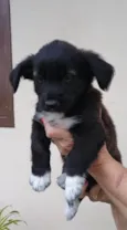 Cachorro ra a SRD-ViraLata idade Abaixo de 2 meses nome Cherry 