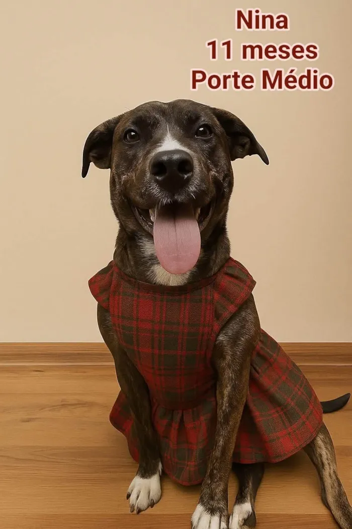 Cachorro ra a SRD-ViraLata idade 7 a 11 meses nome Nina 