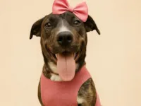 Cachorro raça SRD-ViraLata idade 7 a 11 meses nome Nina 