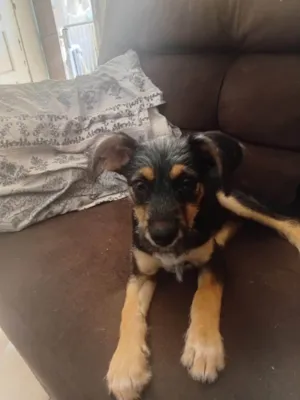 Cachorro raça SRD-ViraLata idade 2 a 6 meses nome Amora