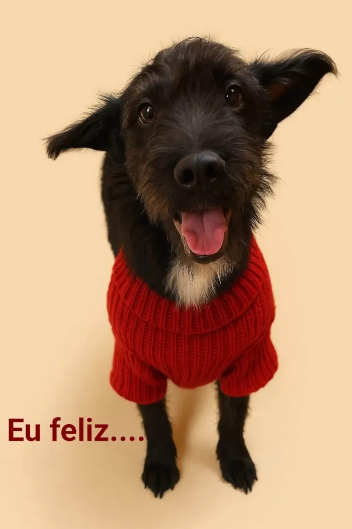 Cachorro ra a SRD-ViraLata idade 1 ano nome Zequimha 