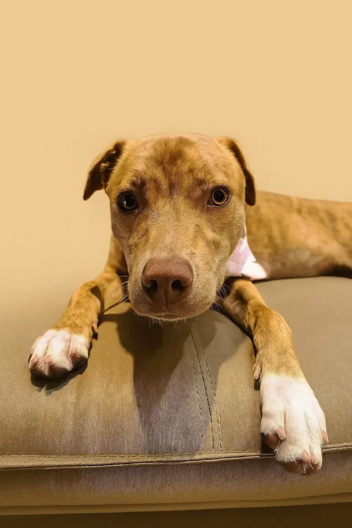 Cachorro ra a SRD-ViraLata idade 2 a 6 meses nome Skakira 