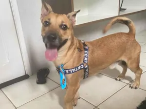 Cachorro raça SRD-ViraLata idade 4 anos nome Luck