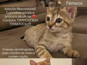 Gato raça SRD-ViraLata idade 2 a 6 meses nome Rikson 