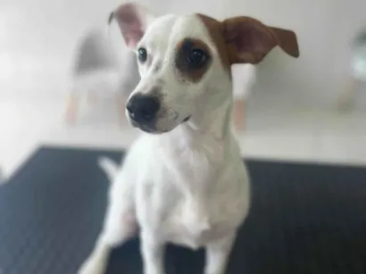 Cachorro raça SRD-ViraLata idade 7 a 11 meses nome Totó