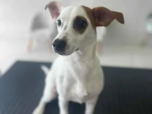 Cachorro ra a SRD-ViraLata idade 7 a 11 meses nome Totó